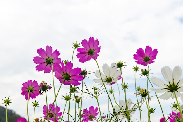 Cosmos Flower field with sky background,Cosmos Flower field blooming spring flowers season