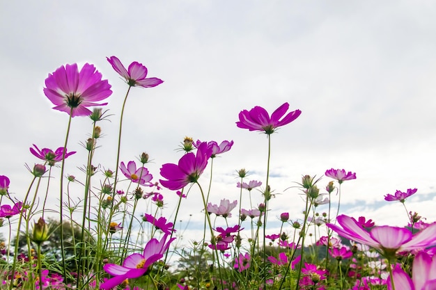 Cosmos Flower field with sky background,Cosmos Flower field blooming spring flowers season