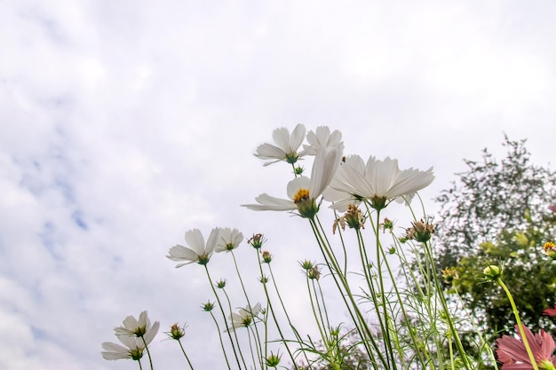 Cosmos Flower field with sky background,Cosmos Flower field blooming spring flowers season