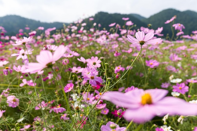 Cosmos Flower field with sky