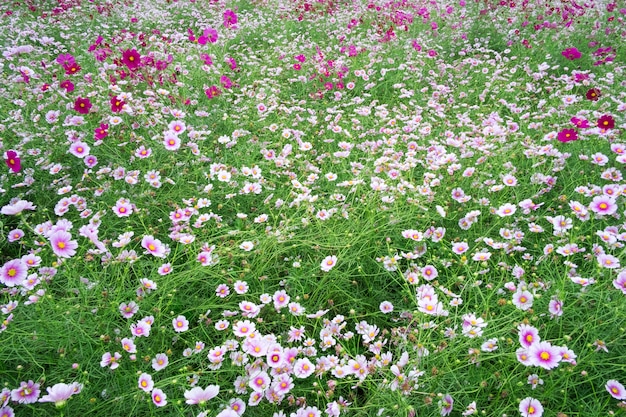 Cosmos flower field 