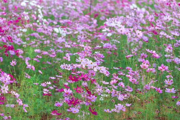 Cosmos flower field