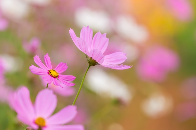 Cosmos flower field