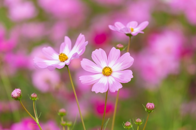 Cosmos flower field