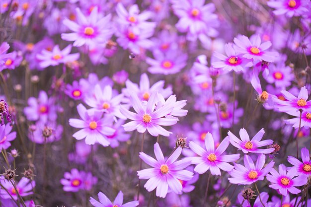 Cosmos flower field