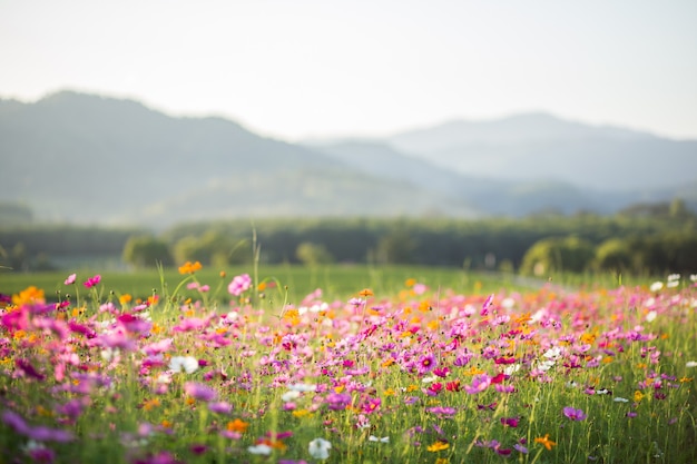 Cosmos flower fields