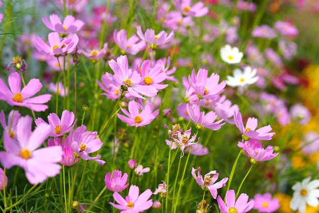 cosmos flower in garden