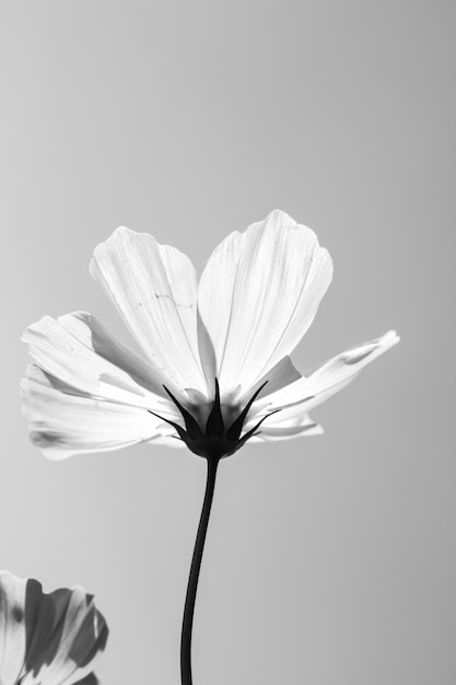 Cosmos flower in garden