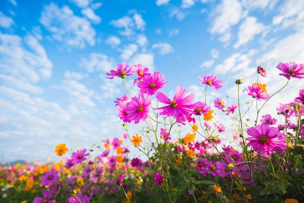 The Cosmos Flower of grassland