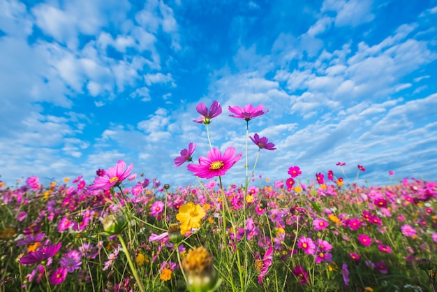 The Cosmos Flower of grassland