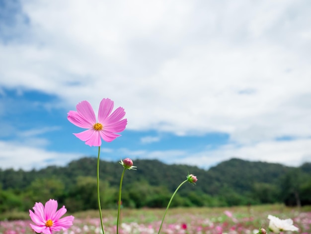 Cosmos flower pink color in the flower field with mountain view background blue sky landscape