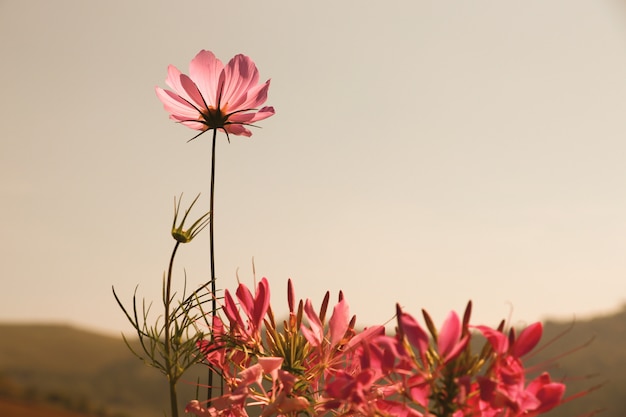 Cosmos flower and spider flower sepia color in the park in summer season