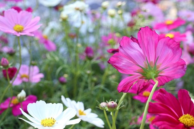 Cosmos flower in tropical 