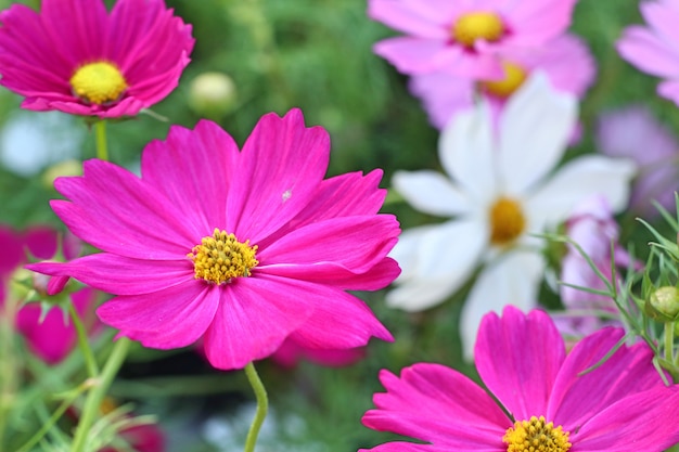 Cosmos flower in tropical 