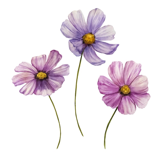 Cosmos flower watercolor illustration botanical illustration isolated