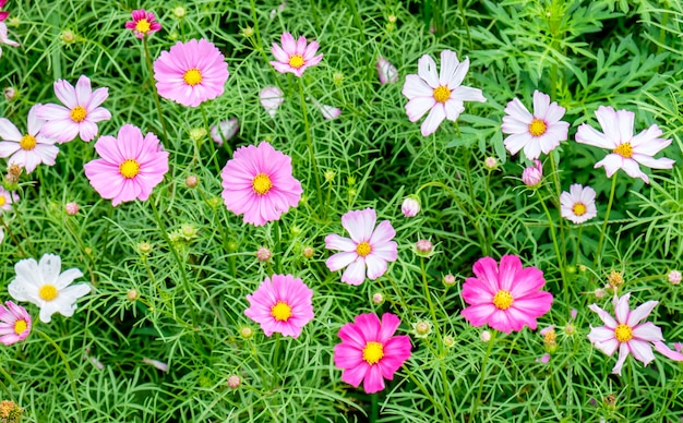 Cosmos flower white pink field