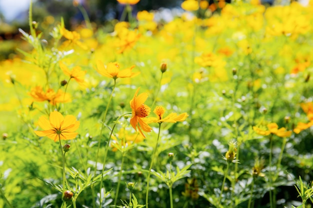 Cosmos flower with sunlight at daytime.