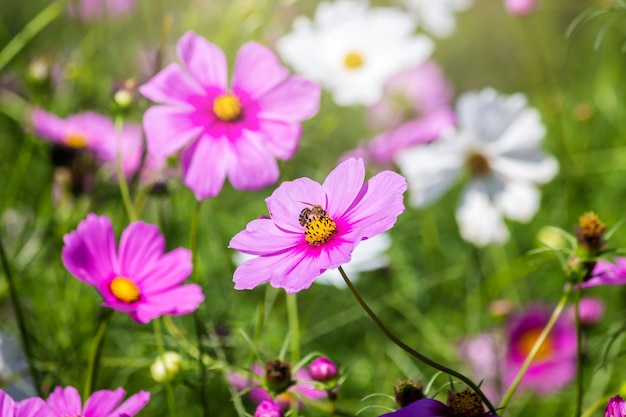 Cosmos flower