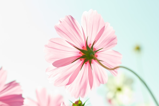 cosmos flowers against the sky with color filter.