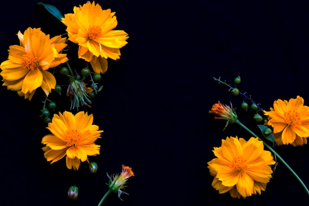 cosmos flowers arrangement postcard style on black