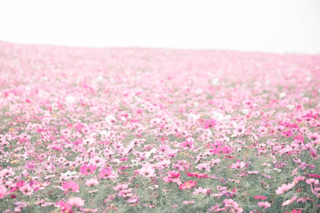 Cosmos flowers background in vintage style