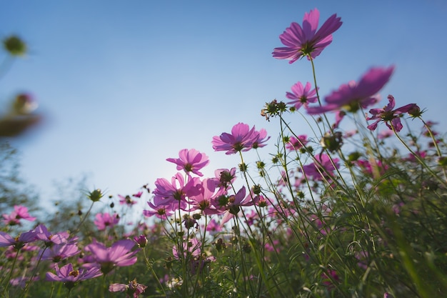 Cosmos flowers beautiful in the garden