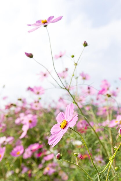 Cosmos flowers blooming in the garden