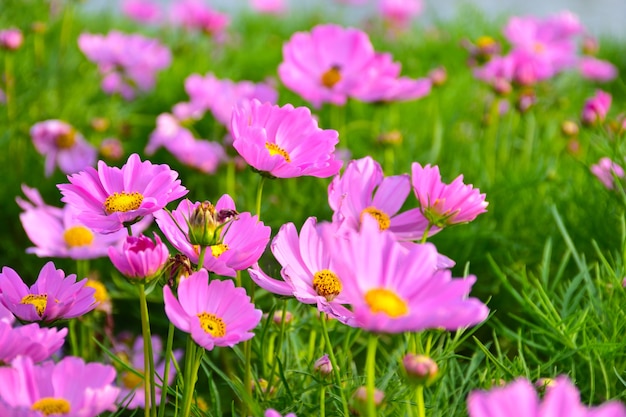 Cosmos flowers blooming in the garden