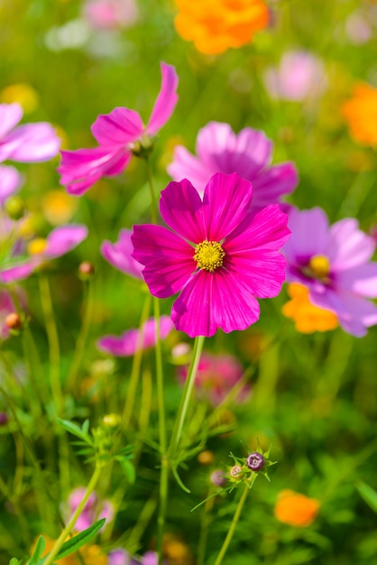 Cosmos flowers blooming