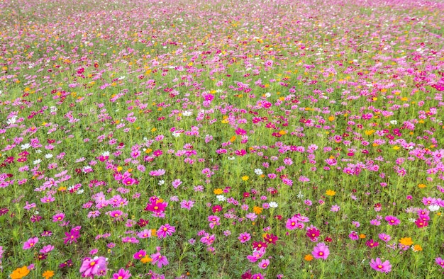 Cosmos flowers field