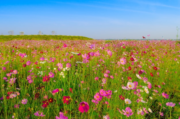 Cosmos flowers field