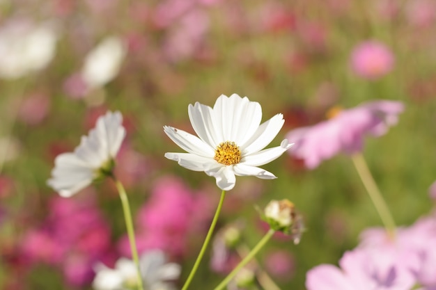 cosmos flowers on flower garden.