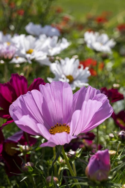 Cosmos flowers in full bloom in Eastbourne