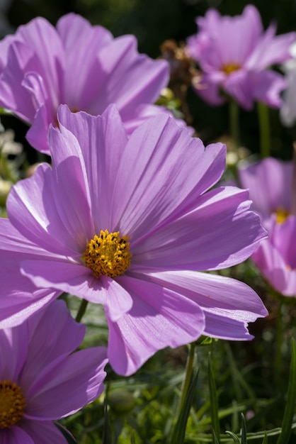 Cosmos flowers in full bloom in Eastbourne