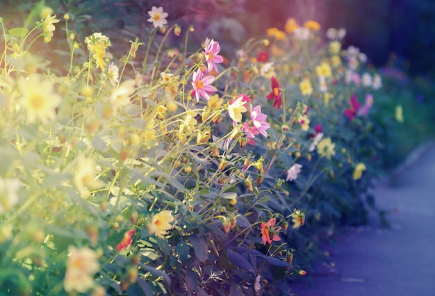 Cosmos flowers in the garden