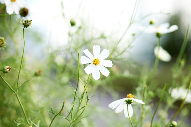 cosmos flowers in the garden