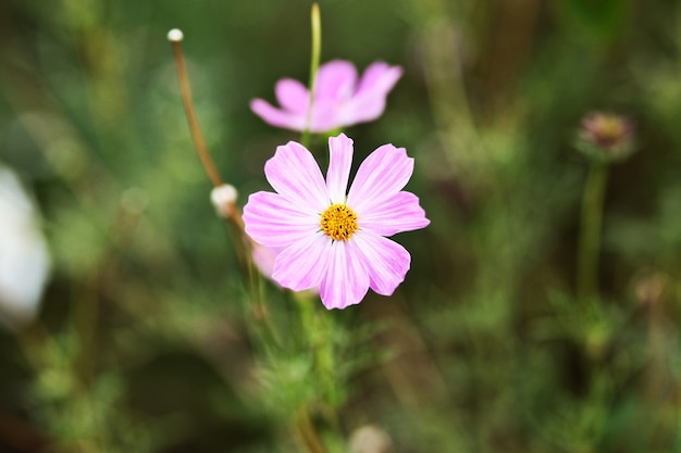 Cosmos flowers in the garden