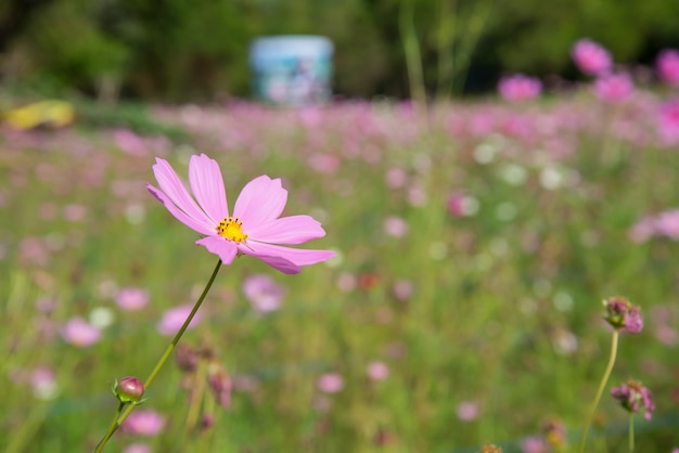 Cosmos flowers in the garden