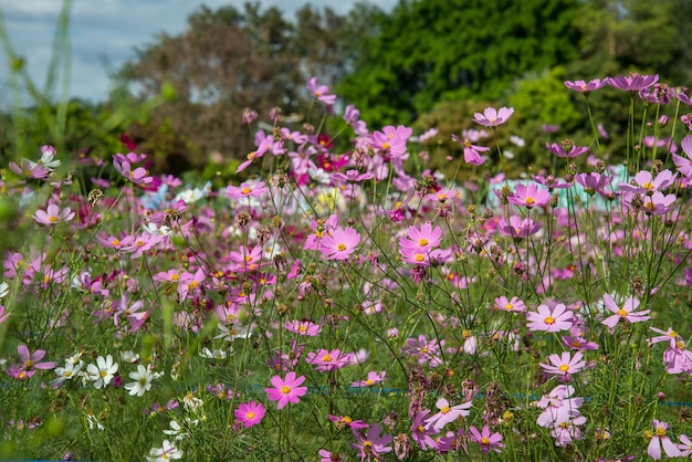 Cosmos flowers in the garden