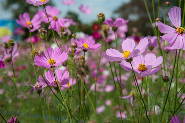 Cosmos flowers in the garden