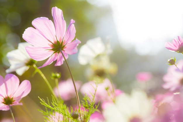 Cosmos flowers in nature park