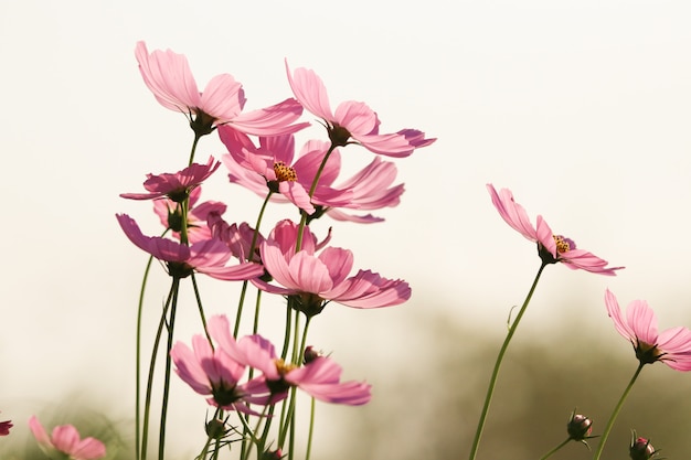 Cosmos flowers soft petal with wind sepia color beautiful in nature mornng