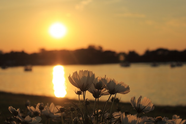 Cosmos flowers and sunset