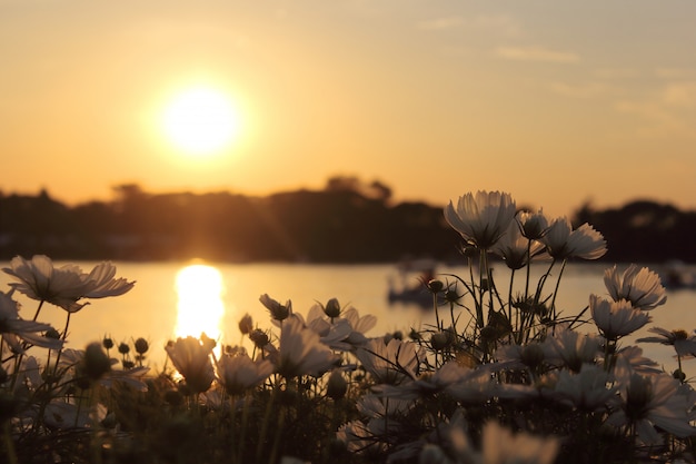 Cosmos flowers and sunset