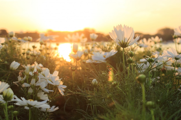 Cosmos flowers and sunset