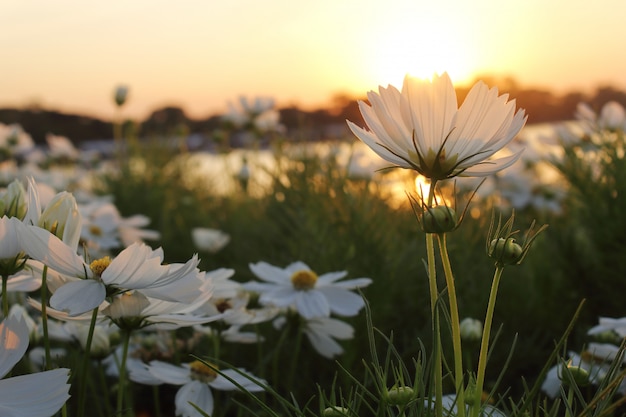 Cosmos flowers and sunset