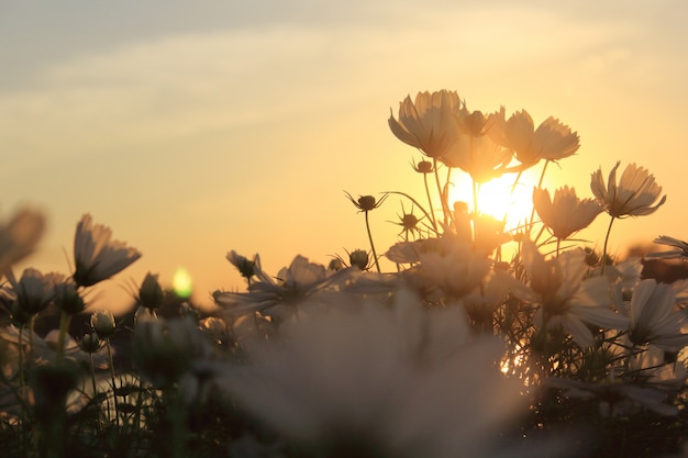 Cosmos flowers and sunset