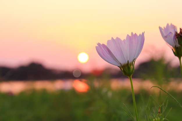 Cosmos flowers and sunset