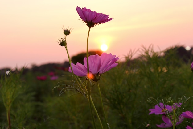 Cosmos flowers and sunset