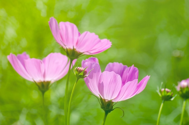 Cosmos flowers with blurred images.